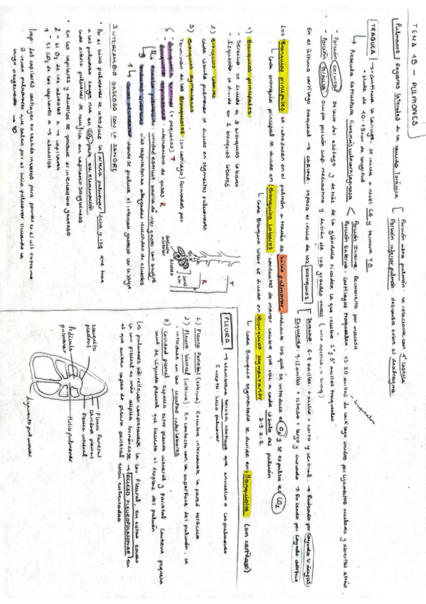 Miniatura del documento Tema-15-Anatomia-General-M.Carmen.pdf