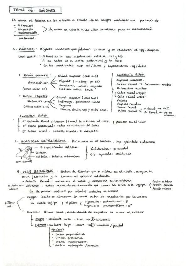 Miniatura del documento Tema-16-Anatomia-General-M.Carmen.pdf