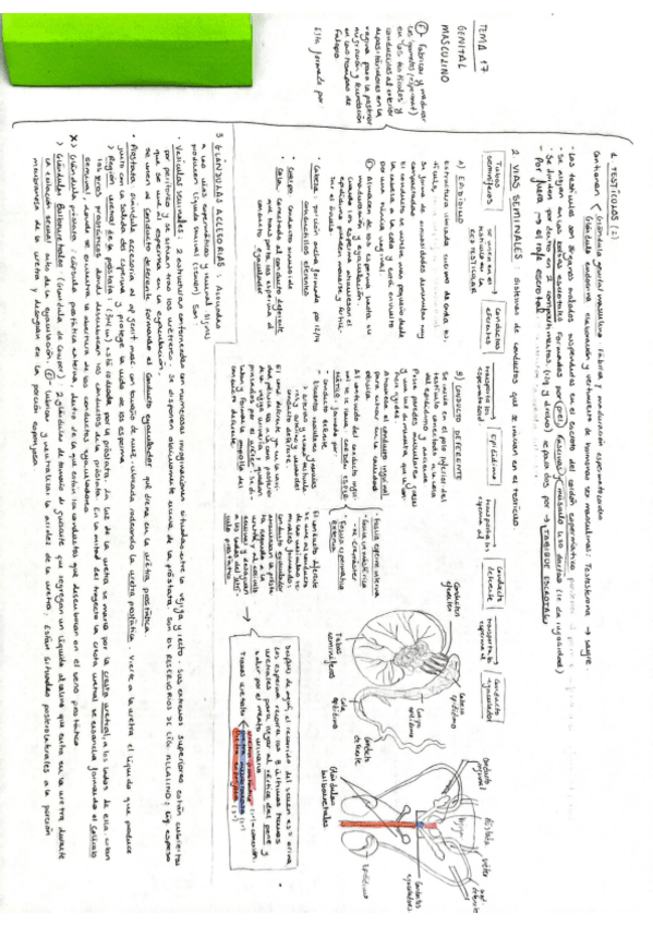 Miniatura del documento Tema-17-Anatomia-General-M.Carmen.pdf