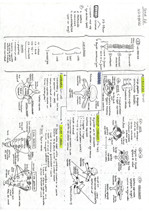 Miniatura del documento Tema-26-Anatomia-General-M.Carmen.pdf