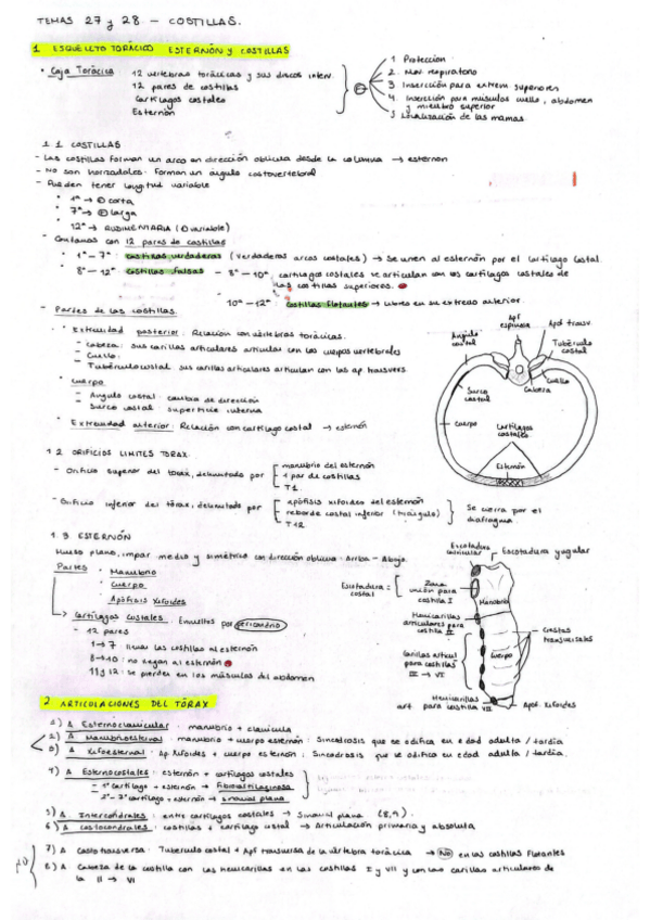Miniatura del documento Tema-27-y-28-Anatomia-General-M.Carmen.pdf