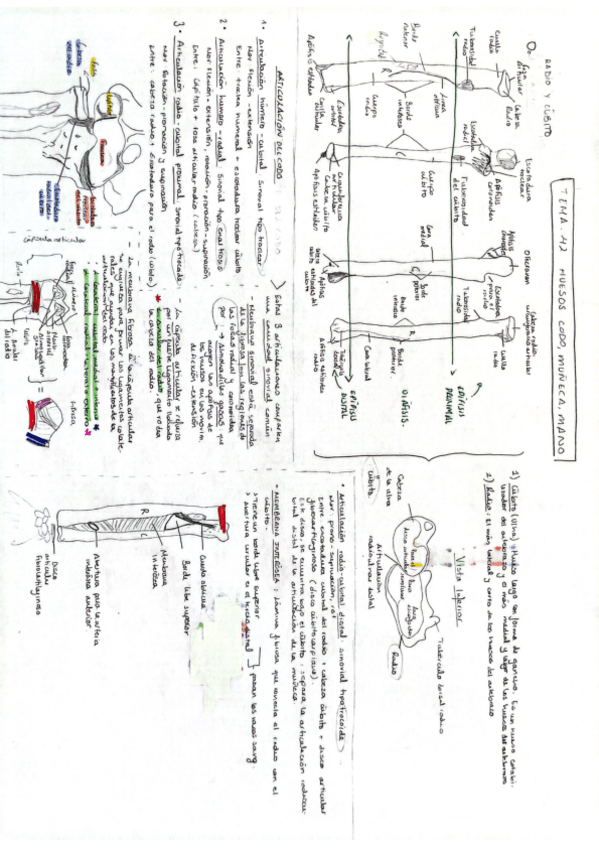 Miniatura del documento Tema-42-Anatomia-General-M.Carmen.pdf