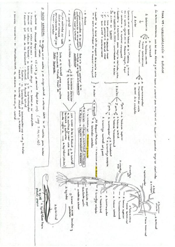 Miniatura del documento Tema-49-Anatomia-General-M.Carmen.pdf