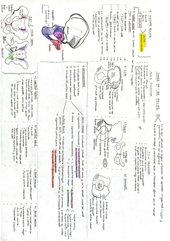 Miniatura del documento Temas-29-32-Anatomia-General-M.Carmen.pdf