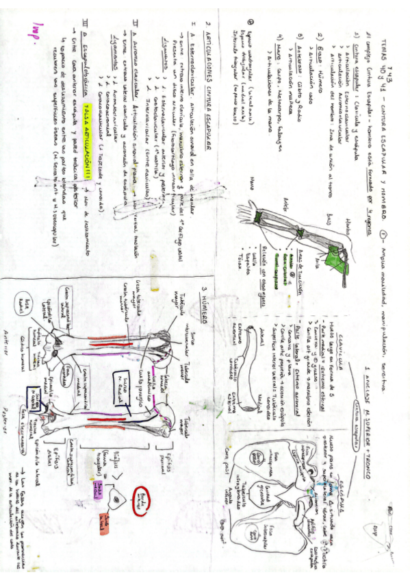 Miniatura del documento Temas-4041-y-43-Anatomia-General-M.Carmen.pdf