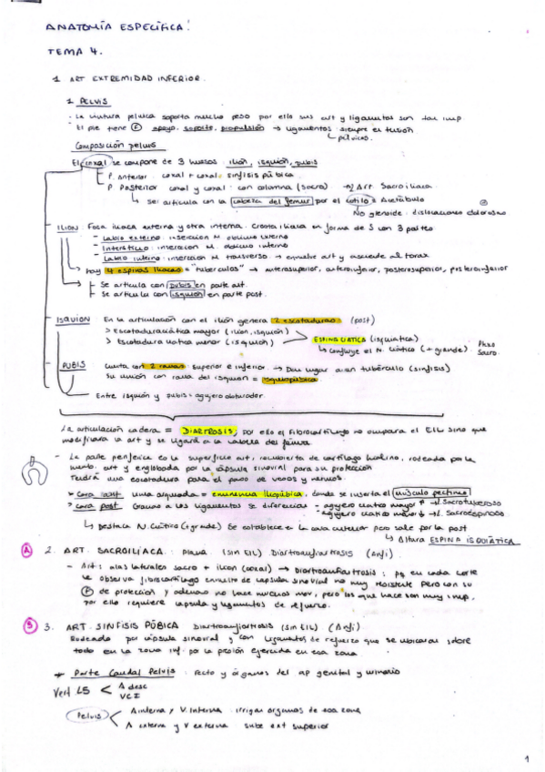 Miniatura del documento Tema-4-Anatomia-Especifica-Marisol.pdf