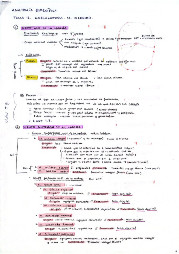 Miniatura del documento Tema-7-Anatomia-Especifica-Marisol.pdf