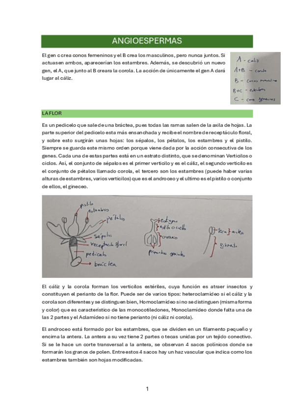 Miniatura del documento Botanica-tema-4.pdf