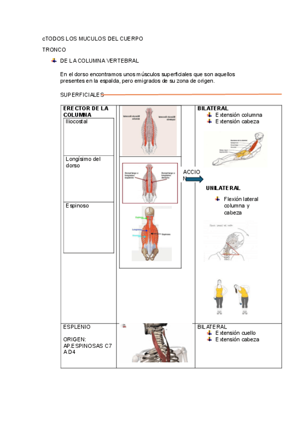 Miniatura del documento MUSCULOS-DEL-CUERPO.pdf