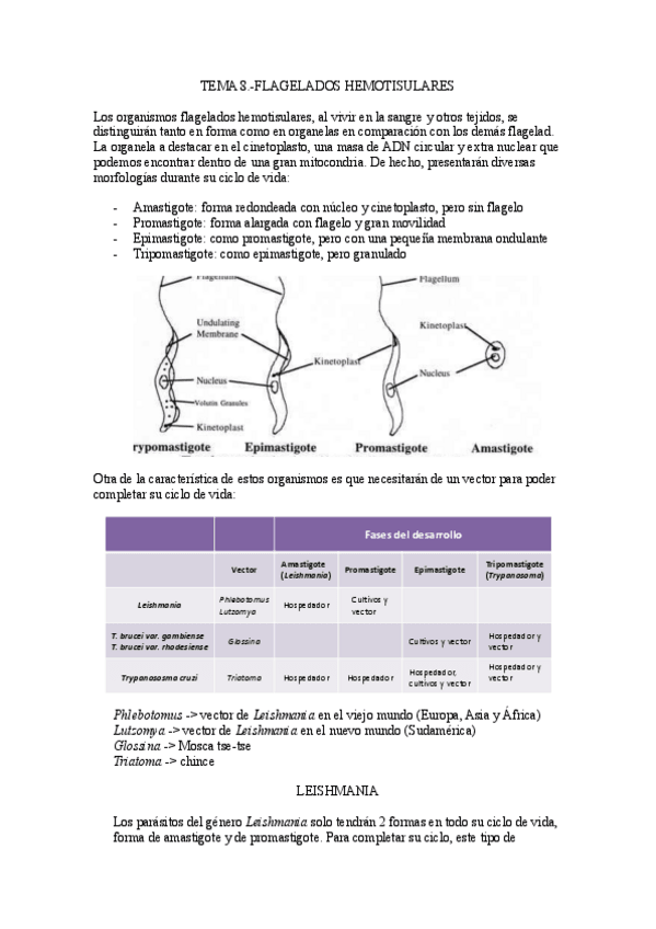 Miniatura del documento Tema-8.-Flagelados-hemotisulares.pdf