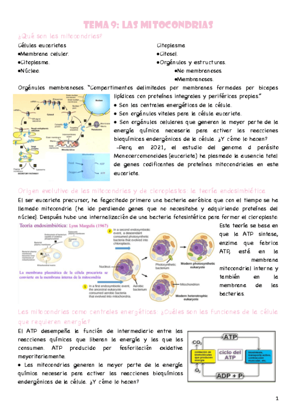 Miniatura del documento T9-Mitocondrias.pdf