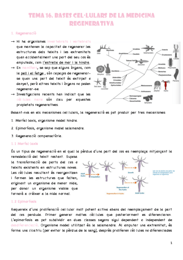 Miniatura del documento T16-Bases-cellulars-de-la-medicina-regenerativa.pdf