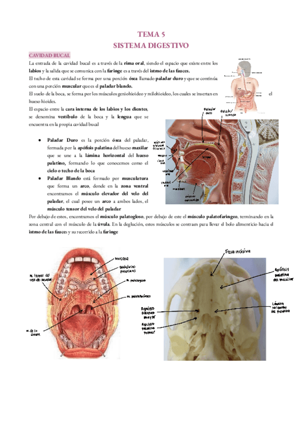 Miniatura del documento Sistema-digestivo.pdf