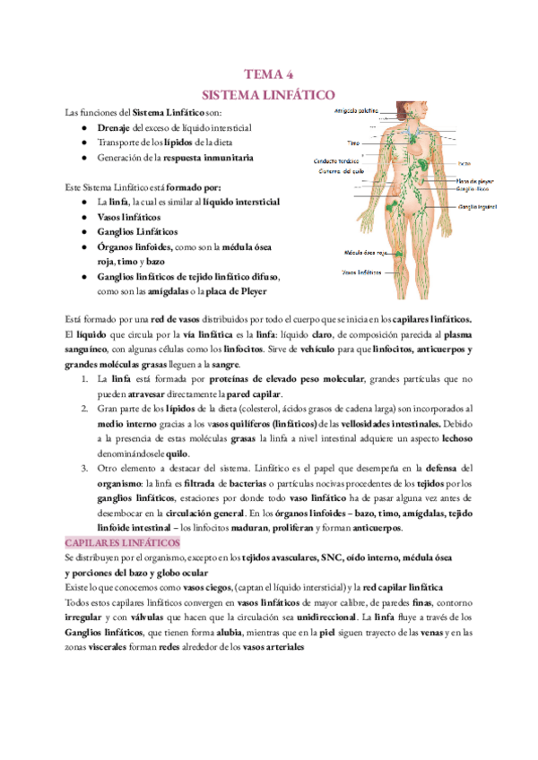 Miniatura del documento Sistema-linfatico.pdf
