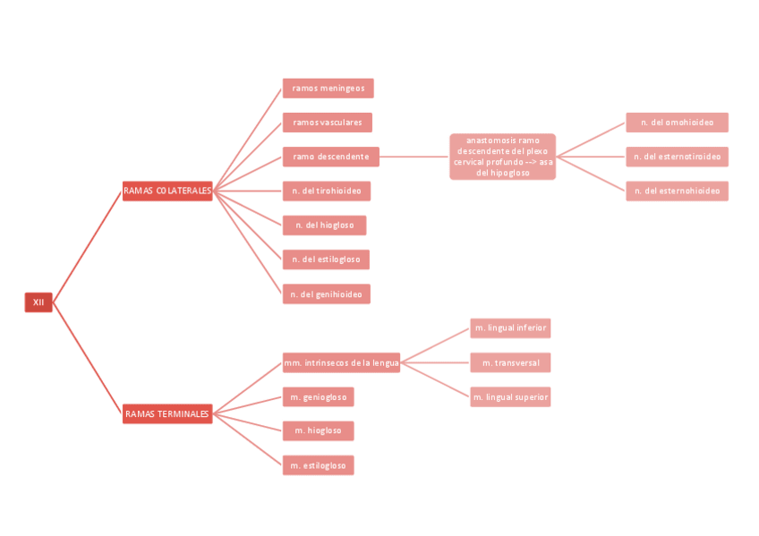 Miniatura del documento ESQUEMA-NERVIO-HIPOGLOSO.pdf