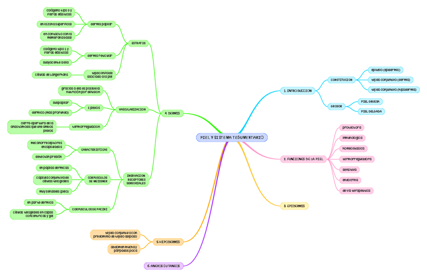 Miniatura del documento ESQUEMA-PIEL-Y-TEGUMENTARIO.pdf
