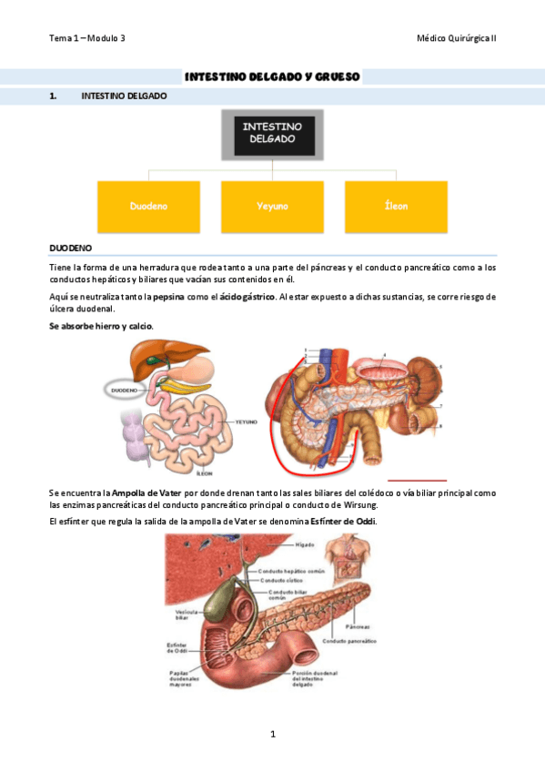 Miniatura del documento TEMA-03Intestino-delgado-y-grueso.pdf