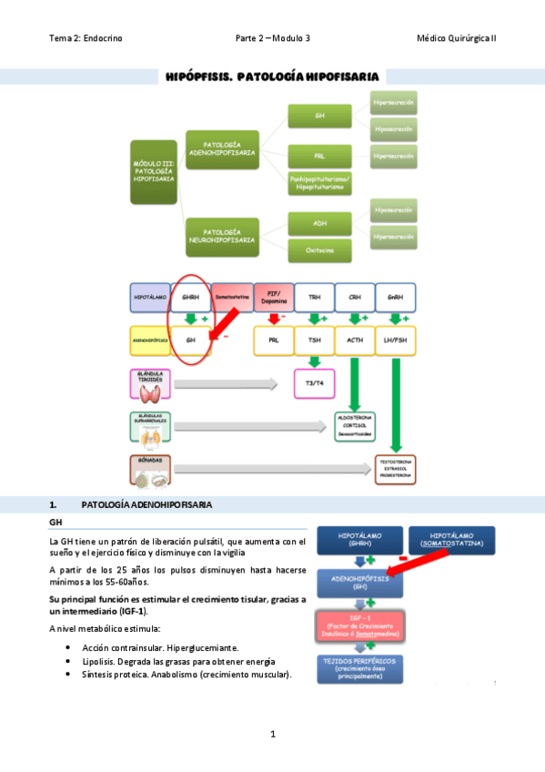 Miniatura del documento TEMA-11Patologia-hipofisaria.pdf