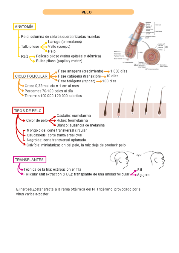 Miniatura del documento resumenes-piel.pdf