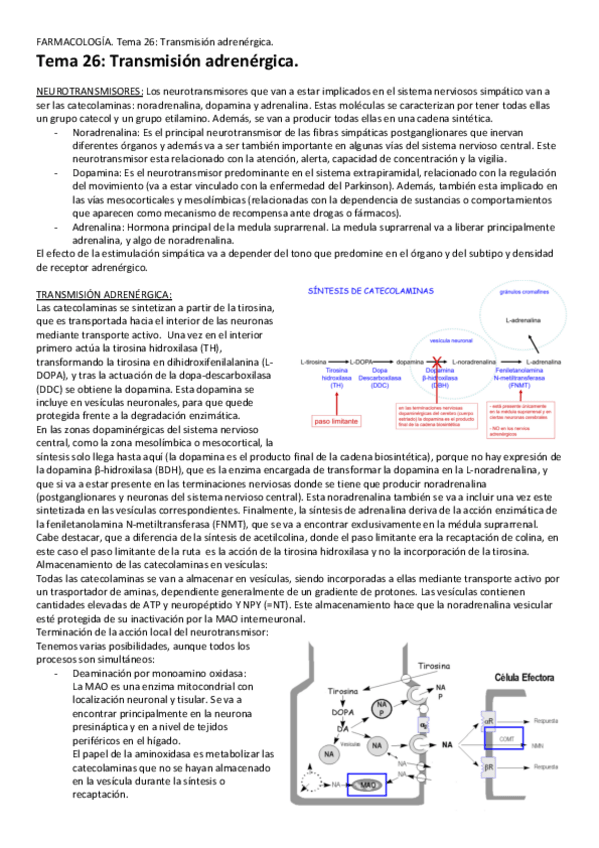 Miniatura del documento Tema-26-Transmision-adrenergica.pdf