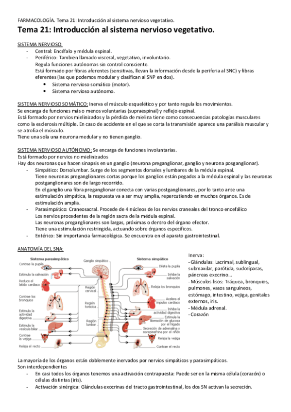 Miniatura del documento Tema-21-Introduccion-al-SN-vegetativo.pdf