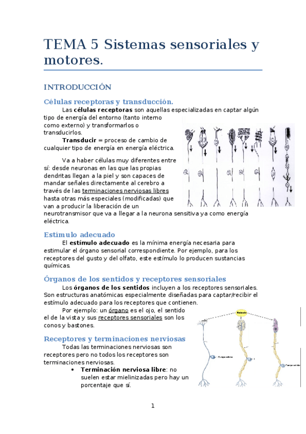 Miniatura del documento TEMA 5. Sistemas sensoriales y motores.docx