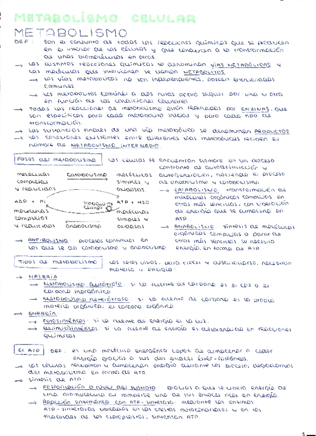 Miniatura del documento METABOLISMO-CATABOLISMO-Y-ANABOLISMO.pdf