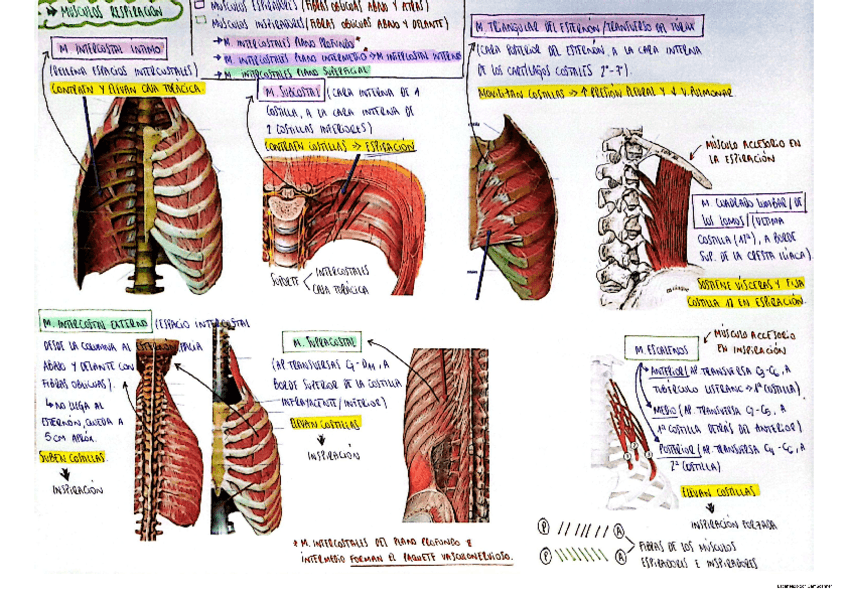 Miniatura del documento musculos-de-la-respiracion.pdf