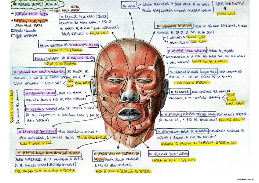 Miniatura del documento musculos-faciales-de-la-mimica.pdf