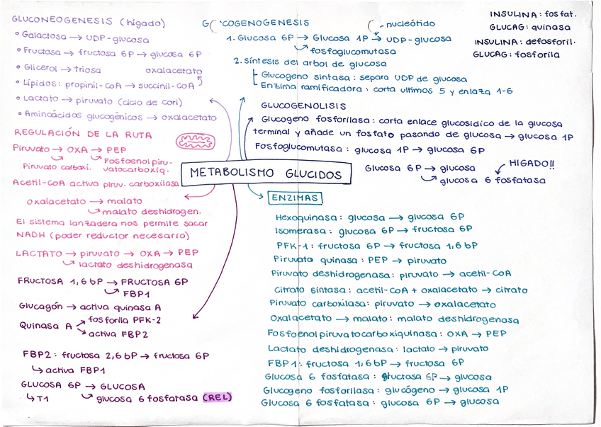 Miniatura del documento Resumenes-metabolismo-glucidos.pdf