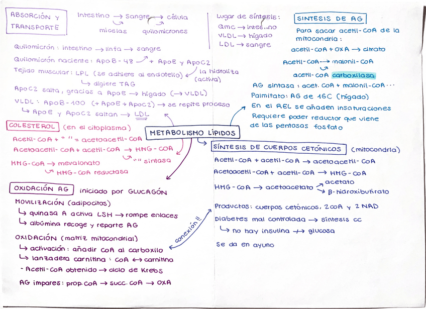 Miniatura del documento Resumen-metabolismo-lipidos.pdf