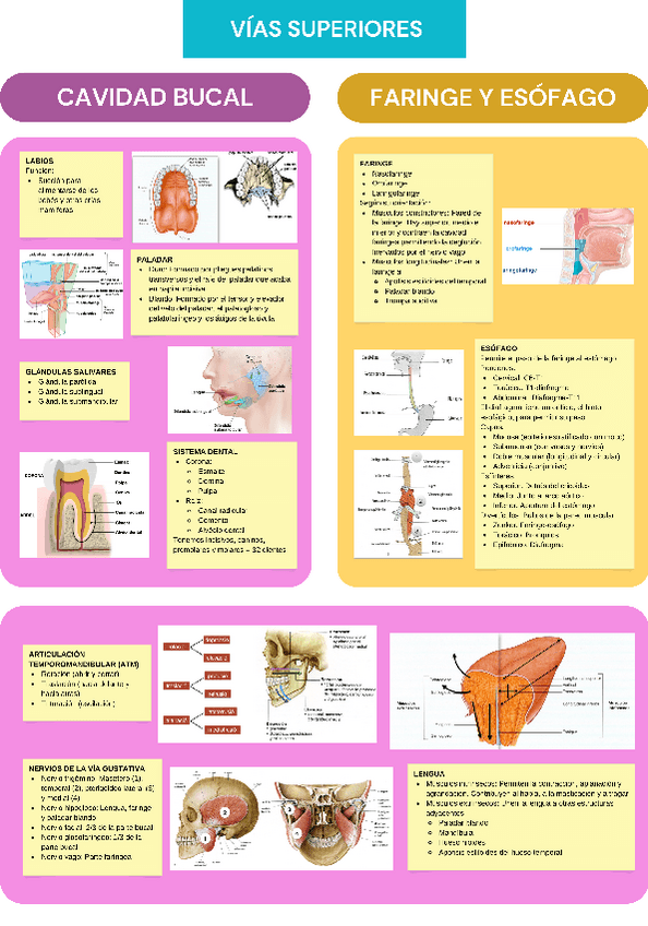 Miniatura del documento SIST. DIGESTIVO (VÍAS SUPERIORES).pdf