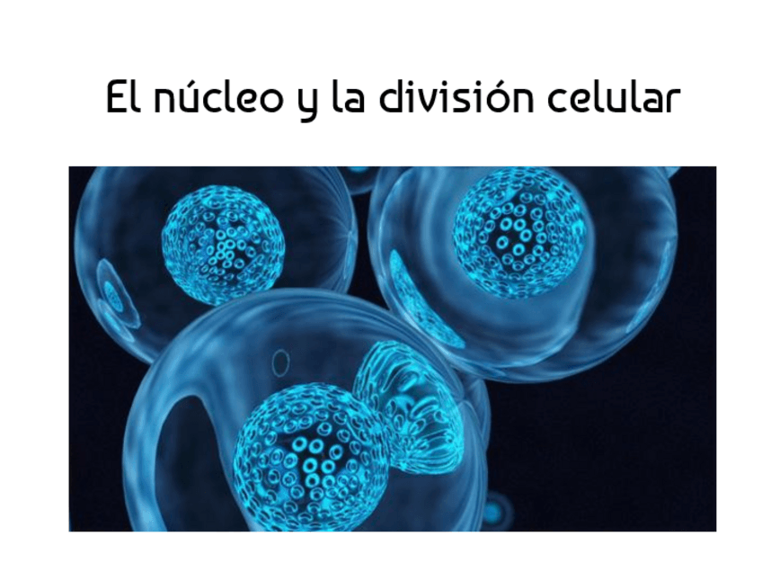 Miniatura del documento El-nucleo-y-la-division-celular-Mitosis-y-meiosis.pptx.pdf