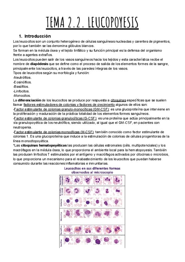 Miniatura del documento TEMA-2.2.-LEUCOPOYESIS.pdf
