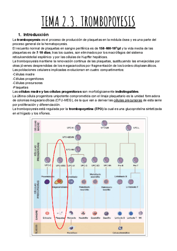 Miniatura del documento TEMA-2.3.-TROMBOPOYESIS.pdf