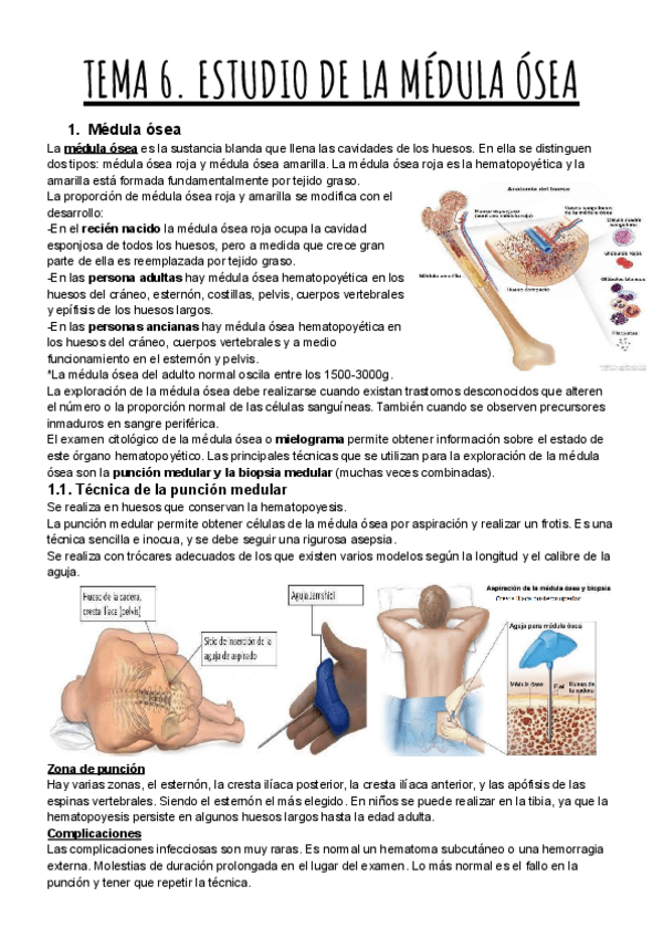 Miniatura del documento TEMA-6.-ESTUDIO-DE-LA-MEDULA-OSEA.pdf