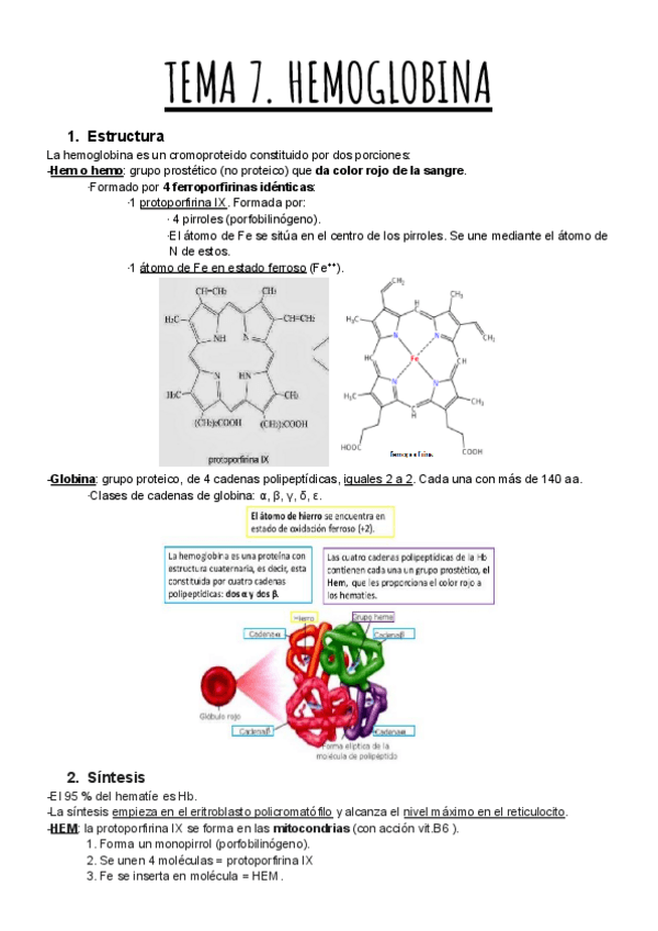 Miniatura del documento TEMA-7.-HEMOGLOBINA.pdf