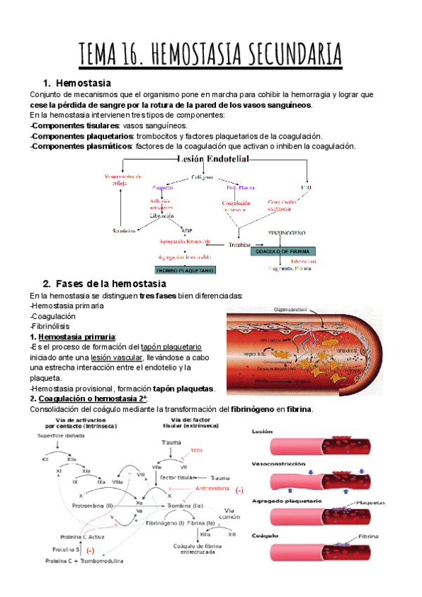 Miniatura del documento TEMA-16.-HEMOSTASIA-SECUNDARIA.pdf