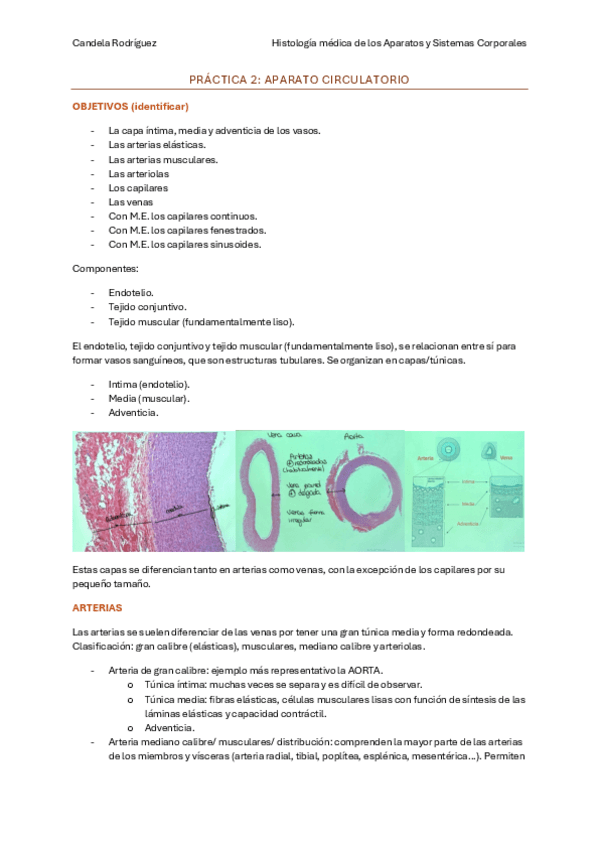 Miniatura del documento practica-aparato-circulatorio.pdf