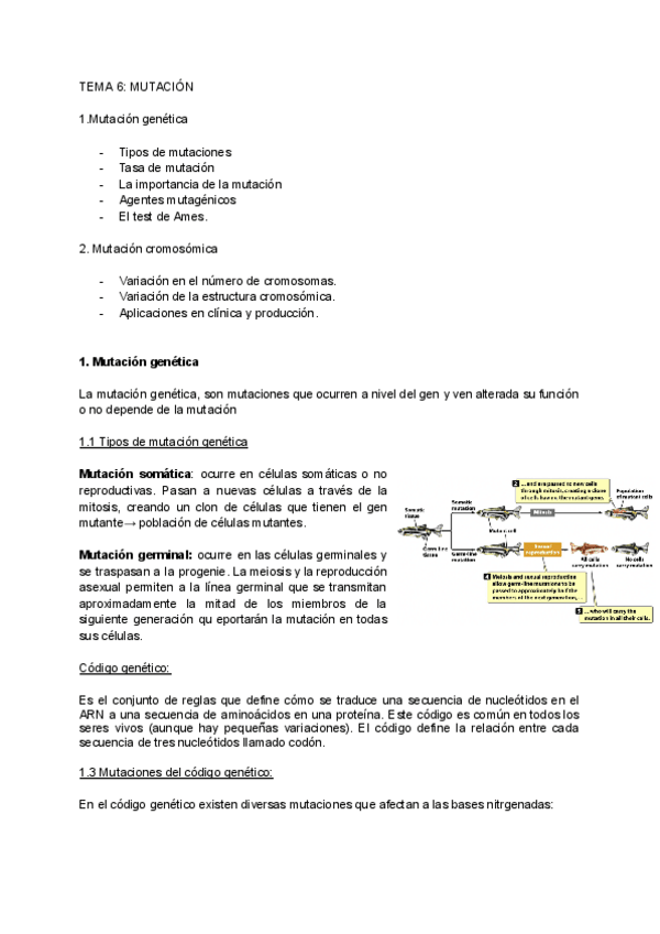 Miniatura del documento TEMA-6MUTACION.pdf