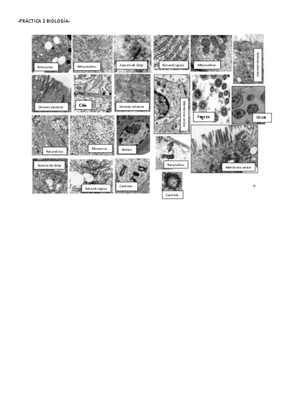 Miniatura del documento 2o-Practica-biologia.pdf