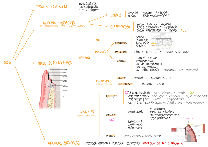 Miniatura del documento Esquemas-Perio-Teoria.pdf
