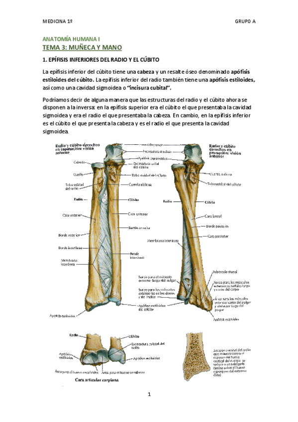 Miniatura del documento TEMA 3 - MUÑECA Y MANO.pdf