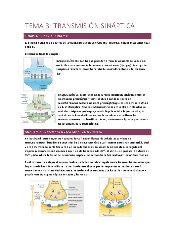 Miniatura del documento nervioso-Tema-3.pdf
