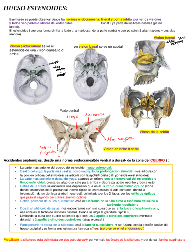 Miniatura del documento HUESO-ESFENOIDE-Y-HIOIDES.pdf