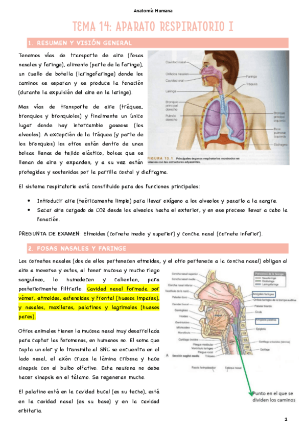 Miniatura del documento T14-Aparato-Respiratorio-I.pdf