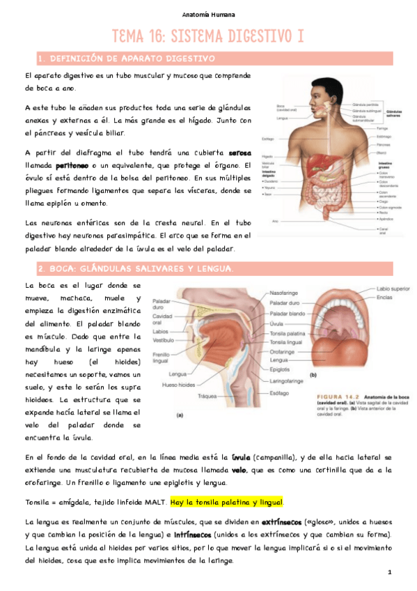 Miniatura del documento T16-Sistema-digestivo-I.pdf