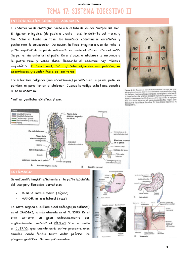 Miniatura del documento T17-Sistema-digestivo-II.pdf