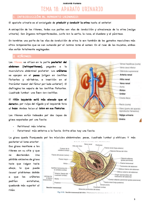 Miniatura del documento T18-Aparato-urinario.pdf