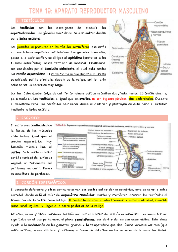 Miniatura del documento T19-Aparato-reproductor-masculino.pdf
